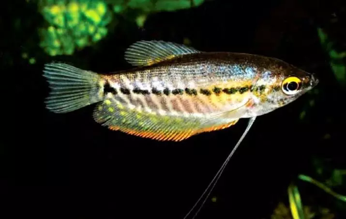 Labirint vis (30 foto's): 'n lys van tipes akwarium visse met name. Hoe om vis leef sonder deurlugting vir akwarium te kies? 22308_21