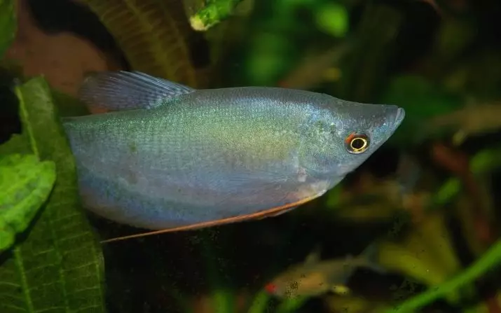 Labirint vis (30 foto's): 'n lys van tipes akwarium visse met name. Hoe om vis leef sonder deurlugting vir akwarium te kies? 22308_23