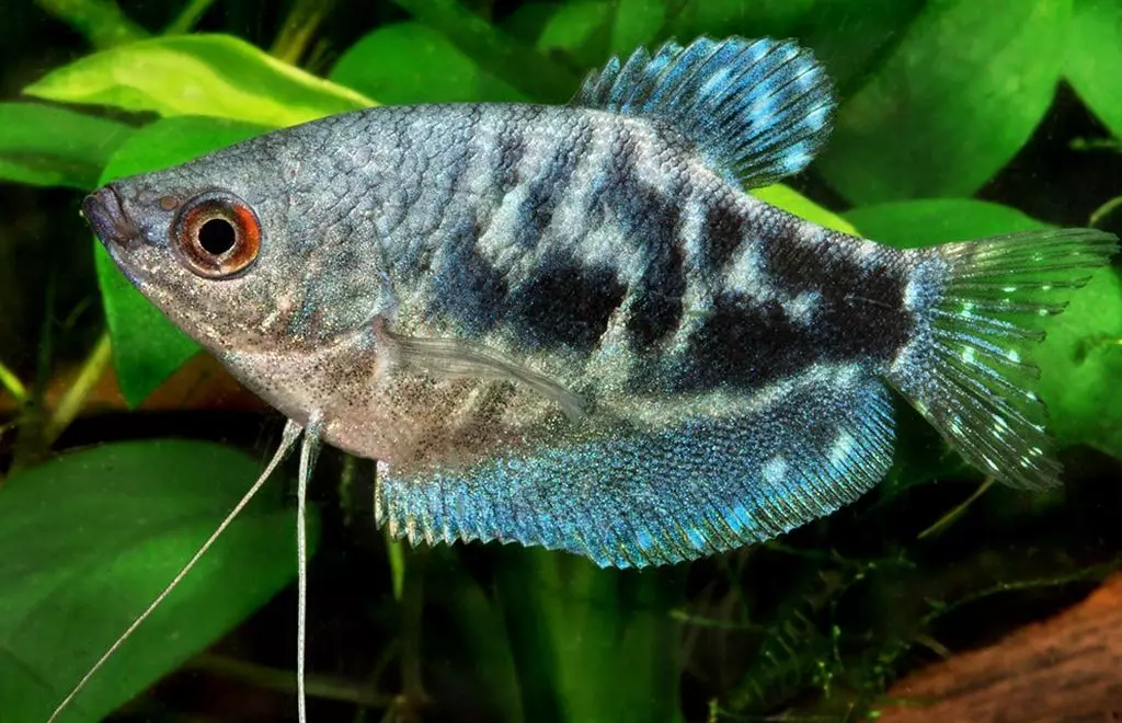 Labirint vis (30 foto's): 'n lys van tipes akwarium visse met name. Hoe om vis leef sonder deurlugting vir akwarium te kies? 22308_26