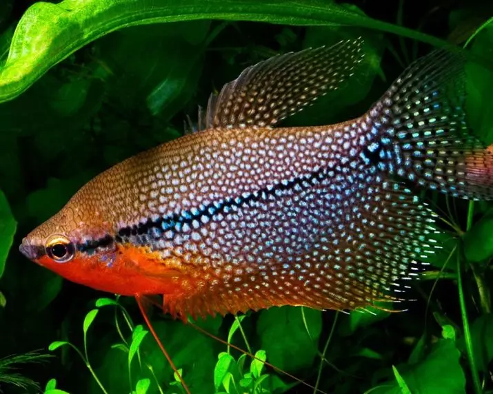 Labirint vis (30 foto's): 'n lys van tipes akwarium visse met name. Hoe om vis leef sonder deurlugting vir akwarium te kies? 22308_3