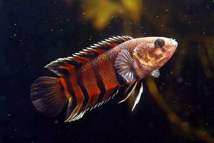 Labirint vis (30 foto's): 'n lys van tipes akwarium visse met name. Hoe om vis leef sonder deurlugting vir akwarium te kies? 22308_5
