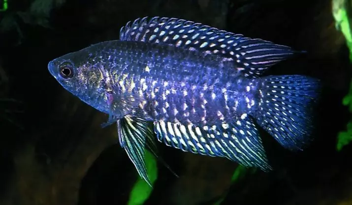 Labirint vis (30 foto's): 'n lys van tipes akwarium visse met name. Hoe om vis leef sonder deurlugting vir akwarium te kies? 22308_6