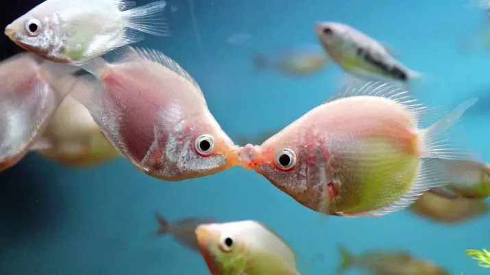 Labyrinth Fish (30 larawan): Isang listahan ng mga uri ng isda ng aquarium na may mga pangalan. Paano pumili ng isda na naninirahan nang walang aeration para sa aquarium? 22308_7