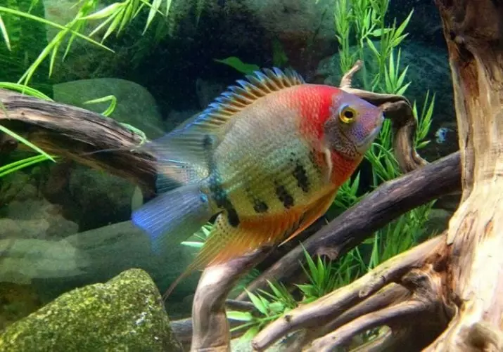 Северум (25 фото): красноточечние рибки «червоний перли» і красноплечий акваріумні ціхлазоми, інші види северум і їх сумісність 22315_11
