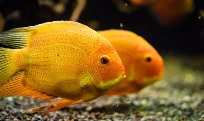 Северум (25 фото): красноточечние рибки «червоний перли» і красноплечий акваріумні ціхлазоми, інші види северум і їх сумісність 22315_2