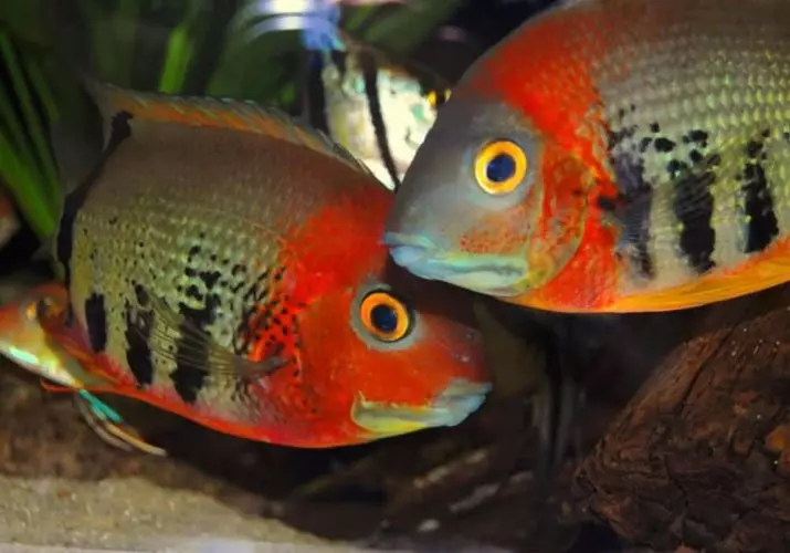 Северум (25 фото): красноточечние рибки «червоний перли» і красноплечий акваріумні ціхлазоми, інші види северум і їх сумісність 22315_21