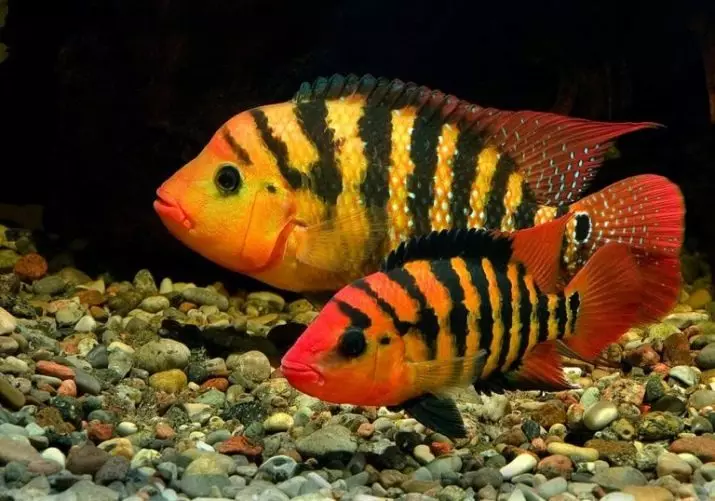 Северум (25 фото): красноточечние рибки «червоний перли» і красноплечий акваріумні ціхлазоми, інші види северум і їх сумісність 22315_22