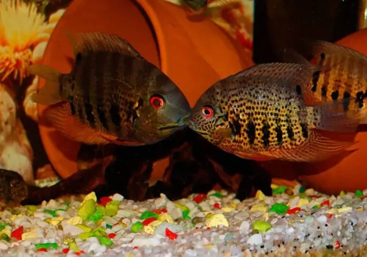 Северум (25 фото): красноточечние рибки «червоний перли» і красноплечий акваріумні ціхлазоми, інші види северум і їх сумісність 22315_23