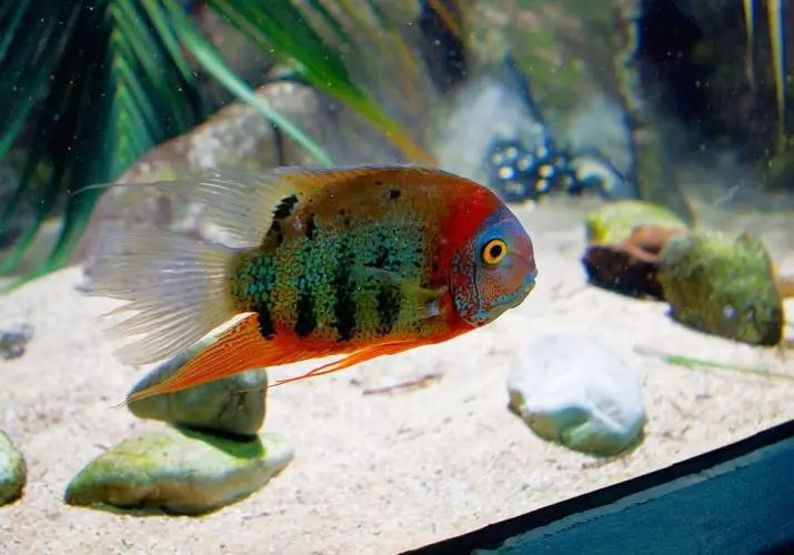 Северум (25 фото): красноточечние рибки «червоний перли» і красноплечий акваріумні ціхлазоми, інші види северум і їх сумісність 22315_3