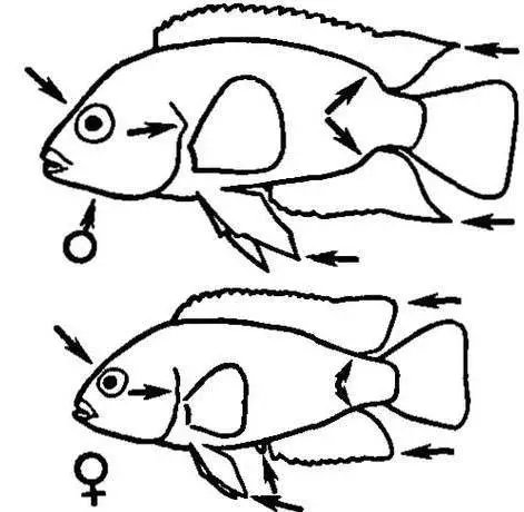 Северум (25 фото): красноточечние рибки «червоний перли» і красноплечий акваріумні ціхлазоми, інші види северум і їх сумісність 22315_5