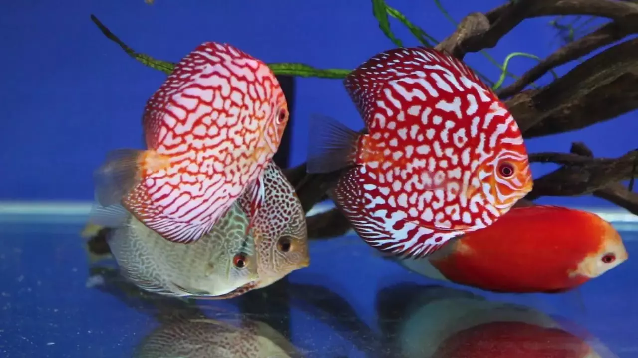 Nerorum (25 kuvaa): Punainen Pearl Red Pearls ja punainen puhaltaa akvaario-cychlaus, muut sevelumit ja niiden yhteensopivuus 22315_8