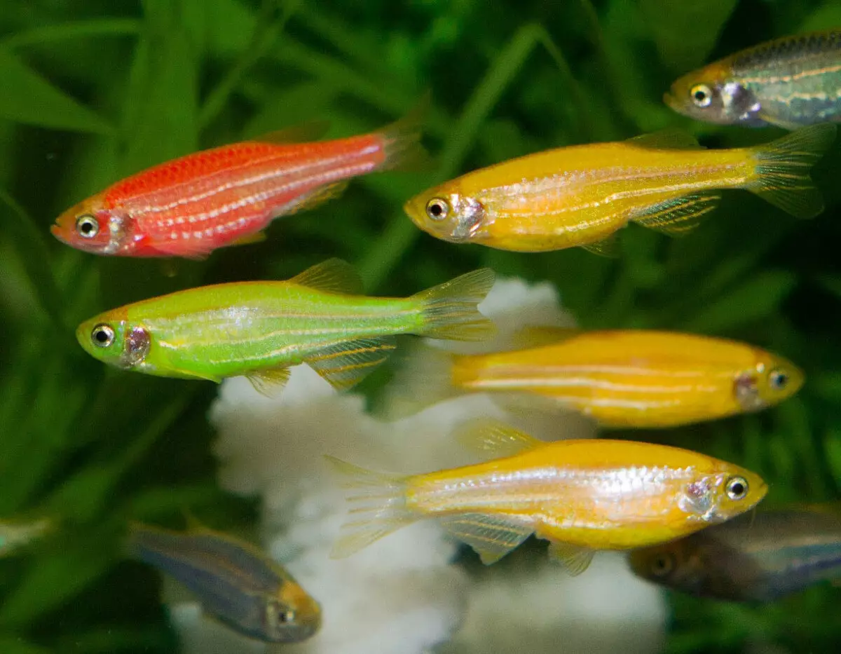 RAINBITS (23 bilder): Innhold av Rainbow Aquarium Fish, Beskrivelse av Neon Rainbow Fish. Kompatibilitet med andre fisk 22316_16