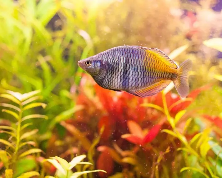 RAINBITS (23 bilder): Innhold av Rainbow Aquarium Fish, Beskrivelse av Neon Rainbow Fish. Kompatibilitet med andre fisk 22316_4
