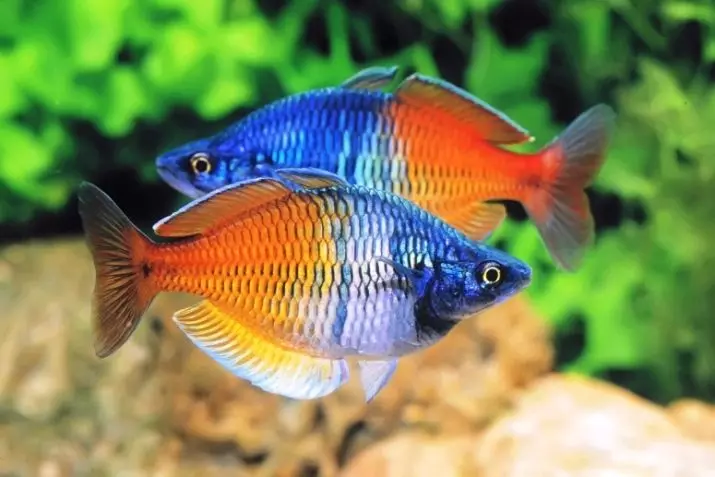Rainbits (23 عکس): محتوای ماهی آکواریوم رنگین کمان، توصیف ماهی های رنگین کمان نئون. سازگاری با ماهی های دیگر 22316_7