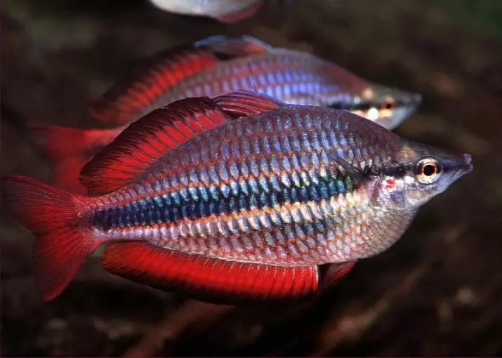Rainbits (23 fotek): Obsah duha akvarijních ryb, popis neonové duhových ryb. Kompatibilita s jinými rybami 22316_8