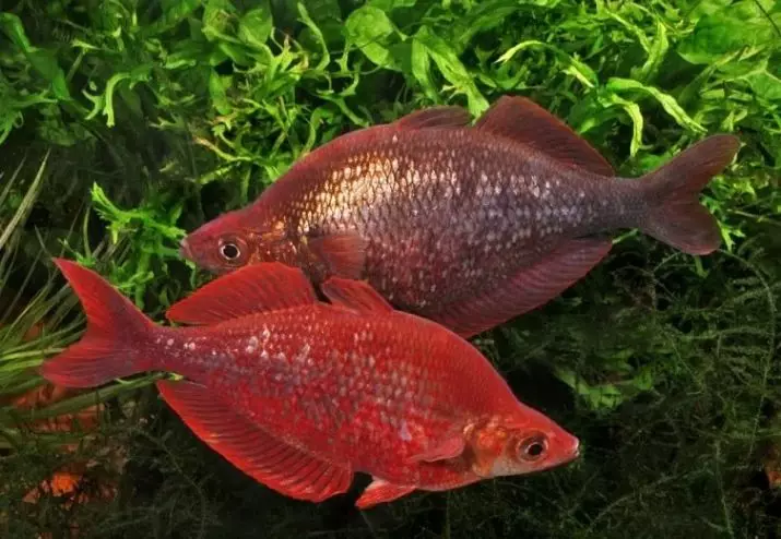 Rainbits (23 fotot): Rainbow akvaariumi kala sisu, Neon Rainbow kala kirjeldus. Ühilduvus teiste kaladega 22316_9