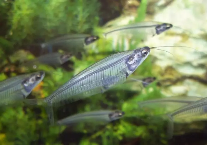Glas somick (15 Fotoen): Inhalt vun Aquarium verdippt indesche Catfish. Wéi geet et e Fësch? 22318_11