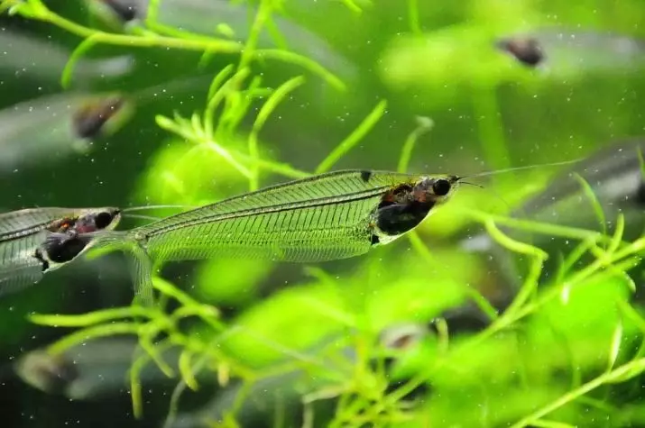 Stikls Somick (15 fotogrāfijas): Aquarium saturs Dudapidated Indijas sams. Kā audzēt zivis? 22318_2