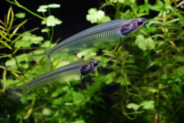 I-Glass Somick (izithombe eziyi-15): Okuqukethwe kwe-aquarium dissapidated Indian Catfish. Ungazalela kanjani inhlanzi? 22318_5