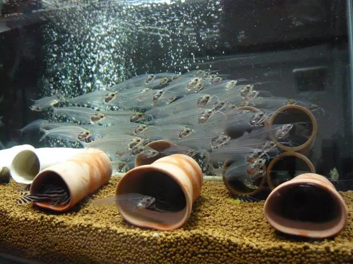 Glas somick (15 Fotoen): Inhalt vun Aquarium verdippt indesche Catfish. Wéi geet et e Fësch? 22318_8