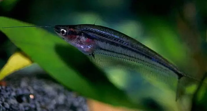 Glas somick (15 Fotoen): Inhalt vun Aquarium verdippt indesche Catfish. Wéi geet et e Fësch? 22318_9