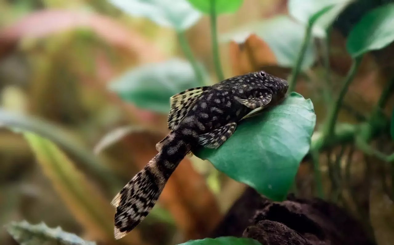 Tausiga ma le anotusi o le aquarium shous (25 ata): O tulaga mo le anotusi o le mumu-borging ma giraffe toms. Faʻafefea ona tausia mo Chanterelle ma puaa? E mafai ona aofia ai ni iʻa eseese i le tasi fale? 22323_10