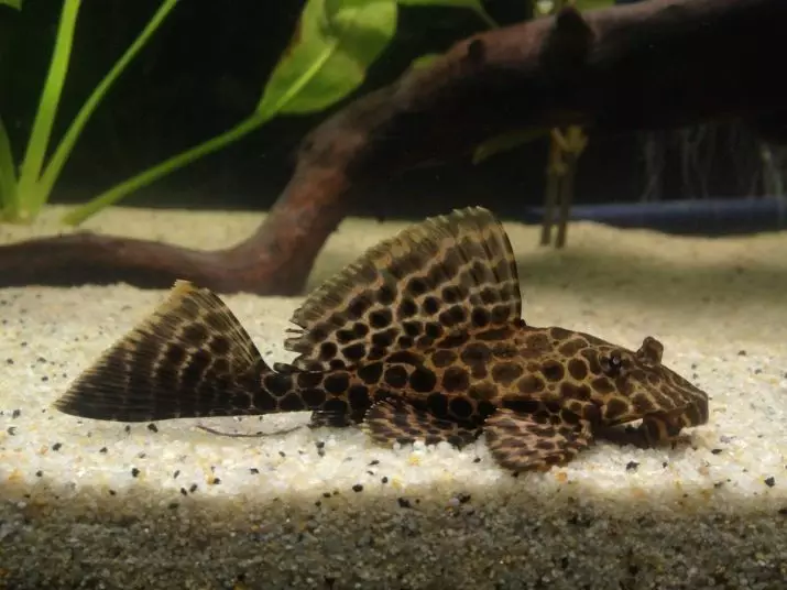 Cura i el contingut de les captures d'aquari (25 fotos): Les condicions per al contingut de vermell avorrit i soms girafa. Com tenir cura de rossinyols i Pigma? És possible per contenir els peixos diferents en un aquari? 22323_19