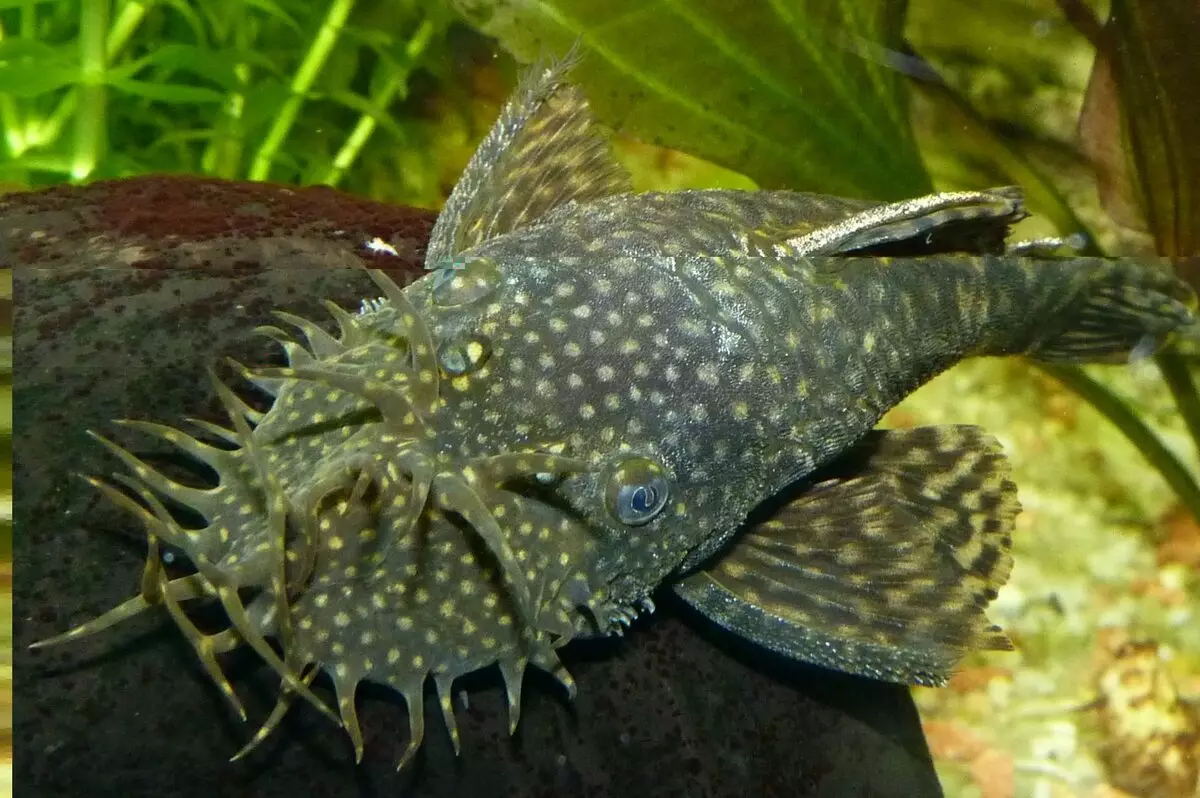 Cura i el contingut de les captures d'aquari (25 fotos): Les condicions per al contingut de vermell avorrit i soms girafa. Com tenir cura de rossinyols i Pigma? És possible per contenir els peixos diferents en un aquari? 22323_2