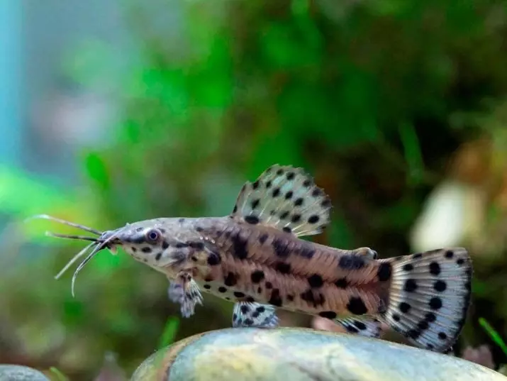 Cura i el contingut de les captures d'aquari (25 fotos): Les condicions per al contingut de vermell avorrit i soms girafa. Com tenir cura de rossinyols i Pigma? És possible per contenir els peixos diferents en un aquari? 22323_20