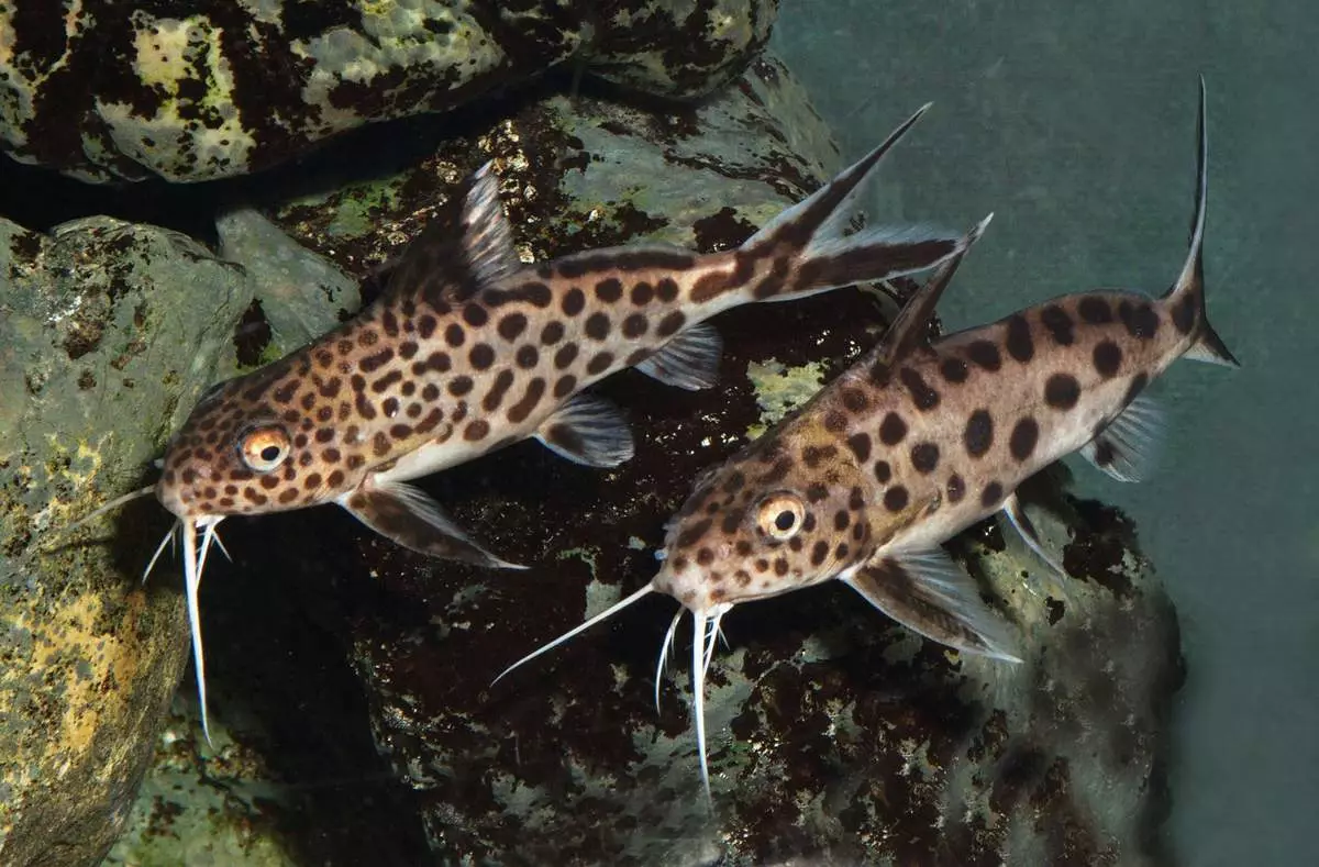 Cura e contenuto di catture di acquario (25 foto): le condizioni per il contenuto di GRAD-BORING e GIRAFFE SOMS. Come prendersi cura di Chanterelle e Pigma? È possibile contenere diversi pesci in un unico acquario? 22323_4