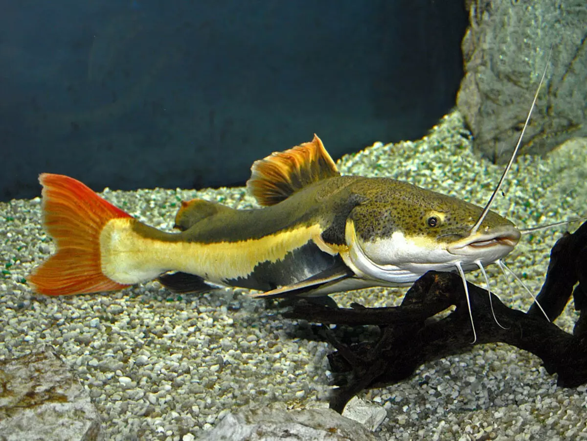 एक्वैरियम कैच (25 फोटो) की देखभाल और सामग्री: लाल उबाऊ और जिराफ सोम की सामग्री के लिए शर्तें। Chanterelle और Pigma की देखभाल कैसे करें? क्या एक मछलीघर में अलग मछली शामिल करना संभव है? 22323_6
