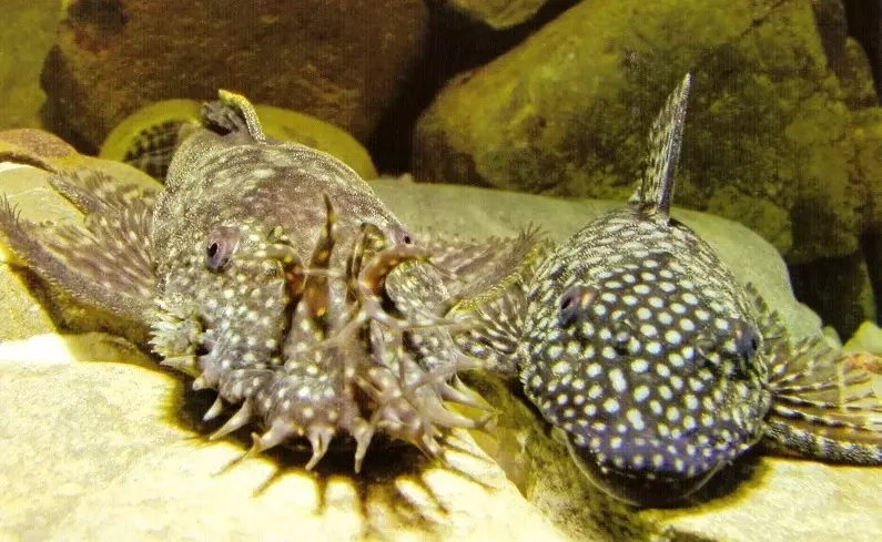 Cura e contenuto di catture di acquario (25 foto): le condizioni per il contenuto di GRAD-BORING e GIRAFFE SOMS. Come prendersi cura di Chanterelle e Pigma? È possibile contenere diversi pesci in un unico acquario? 22323_9