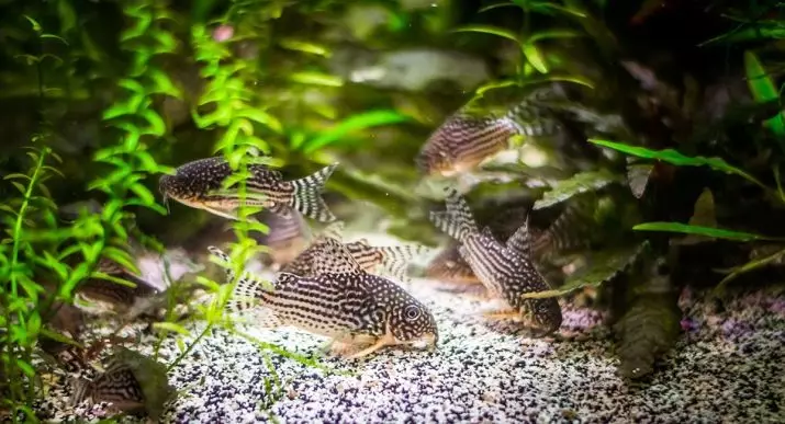 Мирно аквариумни риби (28 снимки): името на големи и малки риби за аквариума с описанието. Съвместимост голяма сладководна риба 22324_10