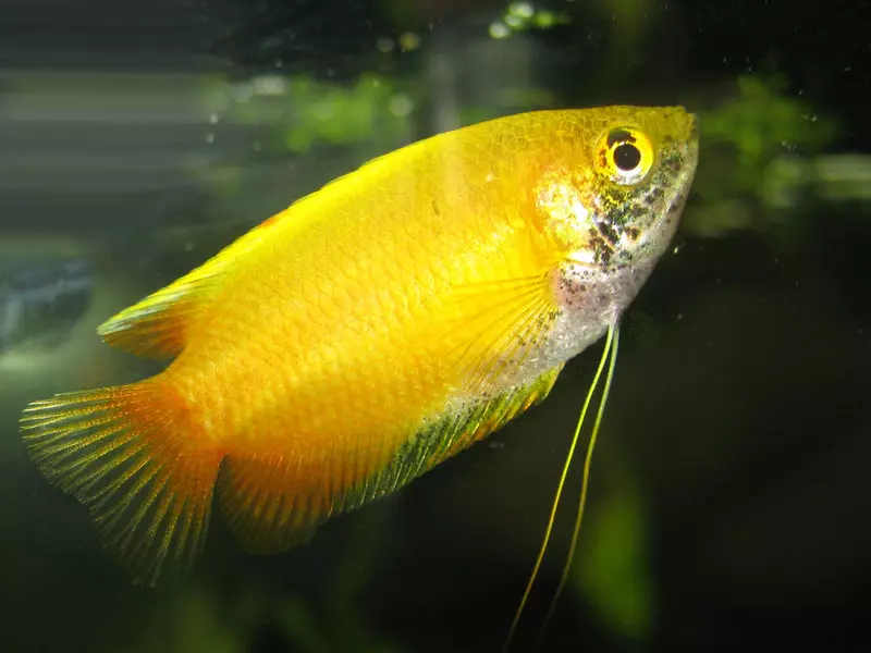 Мирно аквариумни риби (28 снимки): името на големи и малки риби за аквариума с описанието. Съвместимост голяма сладководна риба 22324_17