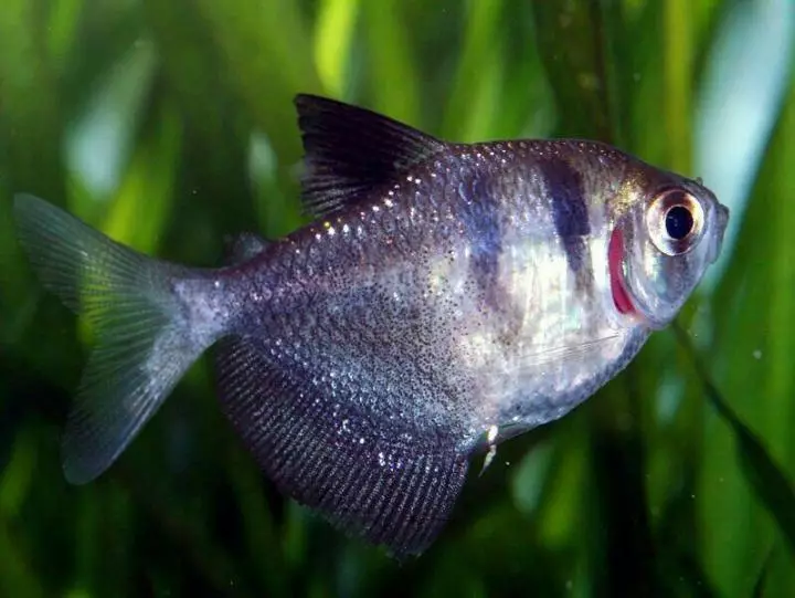Мирно аквариумни риби (28 снимки): името на големи и малки риби за аквариума с описанието. Съвместимост голяма сладководна риба 22324_8