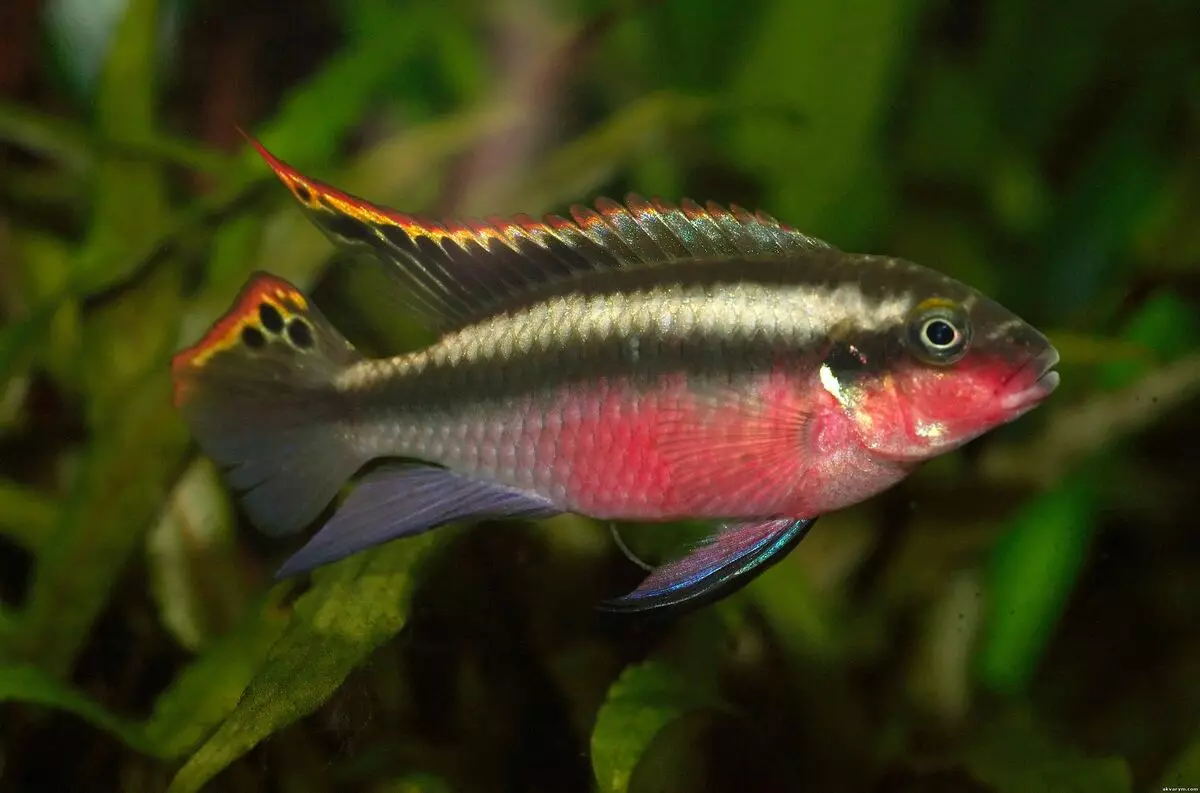 Papagei Fësch (34 Fotoen): Papagei Fësch Kompatibilitéit mat aneren Aquarium Fësch. Wéi vill liewen se a wéi giel, sideloby a Pearl Arrivée aus 22329_11