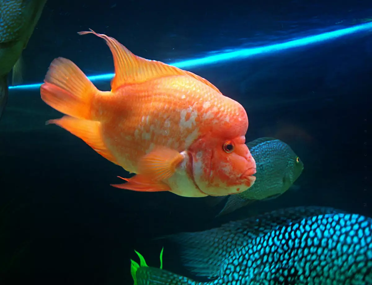 рыба с горбатым носом название фото