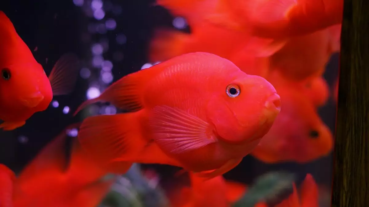 Papagei Fësch (34 Fotoen): Papagei Fësch Kompatibilitéit mat aneren Aquarium Fësch. Wéi vill liewen se a wéi giel, sideloby a Pearl Arrivée aus 22329_2