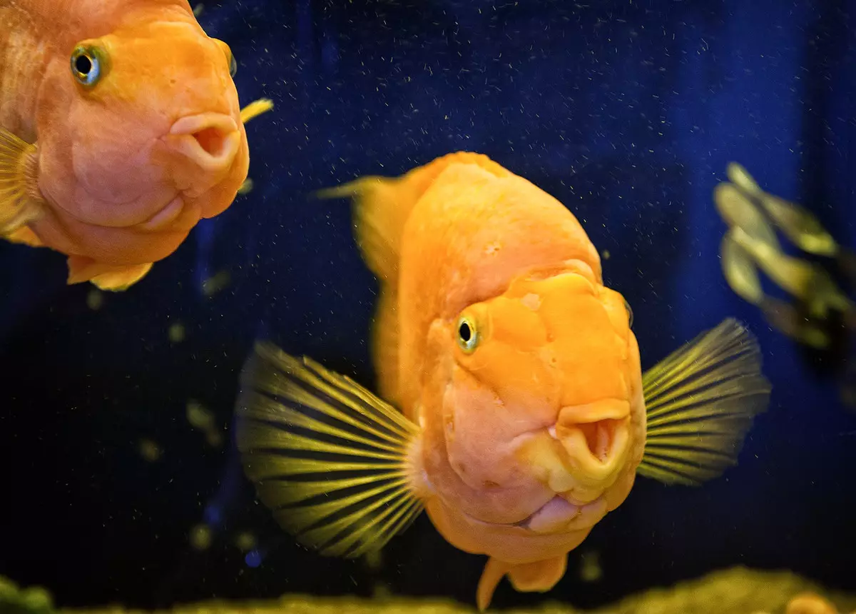 Papagei Fësch (34 Fotoen): Papagei Fësch Kompatibilitéit mat aneren Aquarium Fësch. Wéi vill liewen se a wéi giel, sideloby a Pearl Arrivée aus 22329_34