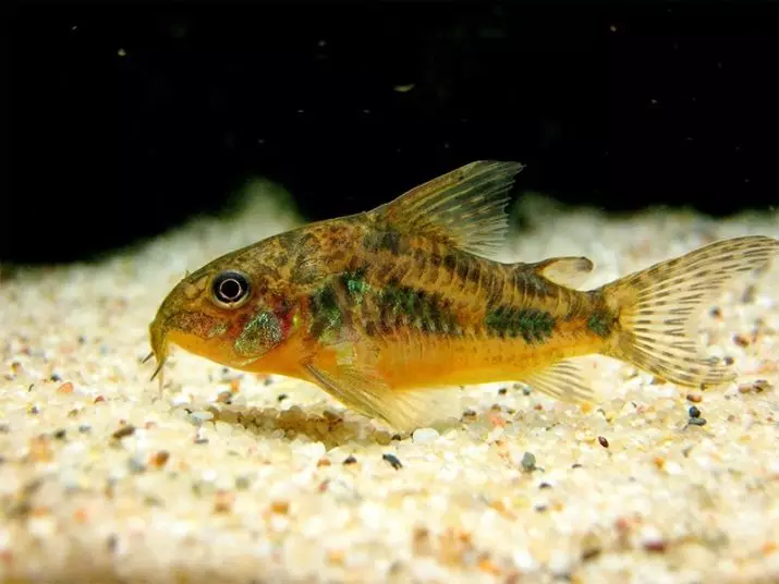 Den mest opretentiösa akvariefisken (30 bilder): Vilken fisk kan lätt uppfödas? Hur väljer man fisk till ett litet och stort akvarium? Titlar med beskrivningar och omsorgsrekommendationer 22331_10