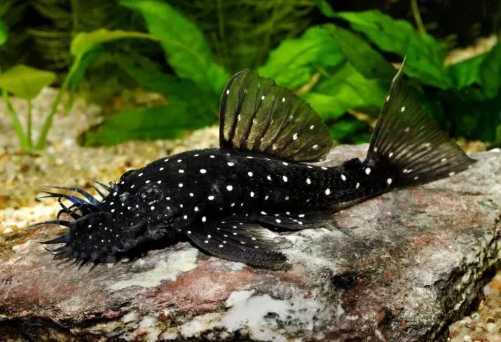 Najbolj nezahtevne akvarijske ribe (30 fotografij): Katere ribe se lahko zlahka gojijo? Kako izbrati ribe za majhen in velik akvarij? Naslovi z opisi in priporočili oskrbe 22331_12