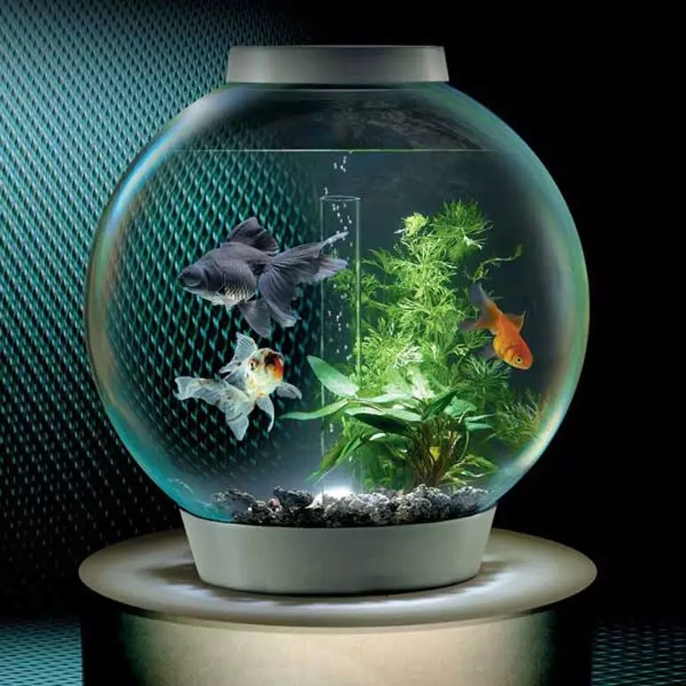 Den mest opretentiösa akvariefisken (30 bilder): Vilken fisk kan lätt uppfödas? Hur väljer man fisk till ett litet och stort akvarium? Titlar med beskrivningar och omsorgsrekommendationer 22331_21