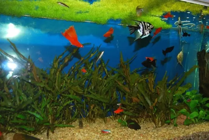 Najbolj nezahtevne akvarijske ribe (30 fotografij): Katere ribe se lahko zlahka gojijo? Kako izbrati ribe za majhen in velik akvarij? Naslovi z opisi in priporočili oskrbe 22331_27