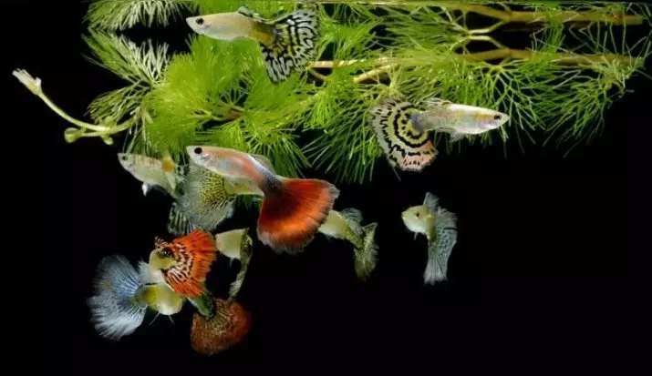 Najbolj nezahtevne akvarijske ribe (30 fotografij): Katere ribe se lahko zlahka gojijo? Kako izbrati ribe za majhen in velik akvarij? Naslovi z opisi in priporočili oskrbe 22331_7