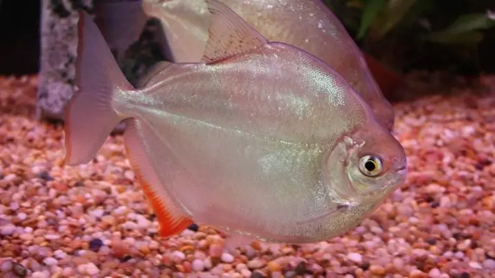 Aquarium Piranhas (Zithunzi 15): Mitundu ya m'madzi, mitundu ya ofiira ndi yakuda paku, mitundu ya herbivores. Zoyenera kudyetsa nsomba? 22332_10