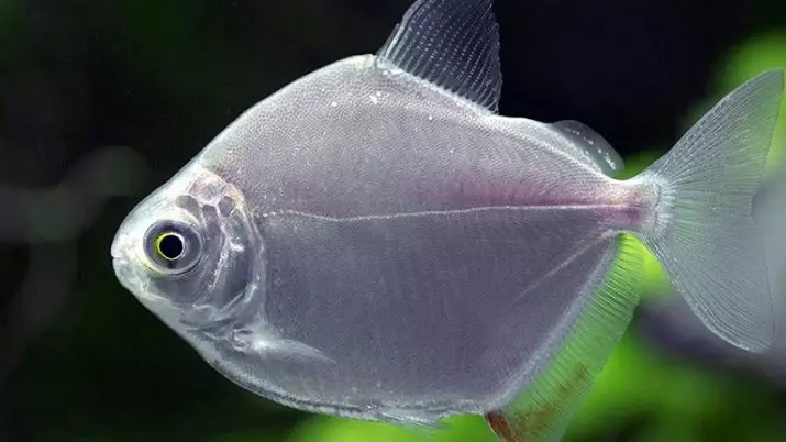 수족관 Piranhas (15 장의 사진) : 수족관의 내용, 빨간색과 검은 색 파쿠의 종류, 초식 동물의 품종. 물고기를 먹는 것? 22332_11