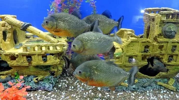 수족관 Piranhas (15 장의 사진) : 수족관의 내용, 빨간색과 검은 색 파쿠의 종류, 초식 동물의 품종. 물고기를 먹는 것? 22332_12
