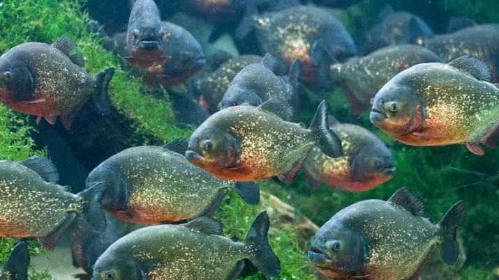 수족관 Piranhas (15 장의 사진) : 수족관의 내용, 빨간색과 검은 색 파쿠의 종류, 초식 동물의 품종. 물고기를 먹는 것? 22332_15