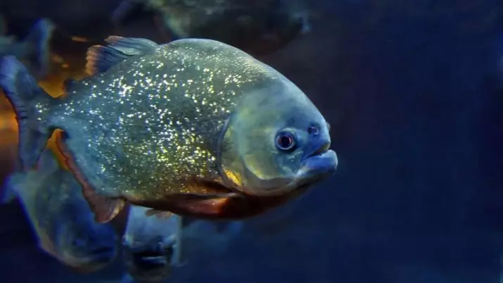 수족관 Piranhas (15 장의 사진) : 수족관의 내용, 빨간색과 검은 색 파쿠의 종류, 초식 동물의 품종. 물고기를 먹는 것? 22332_2
