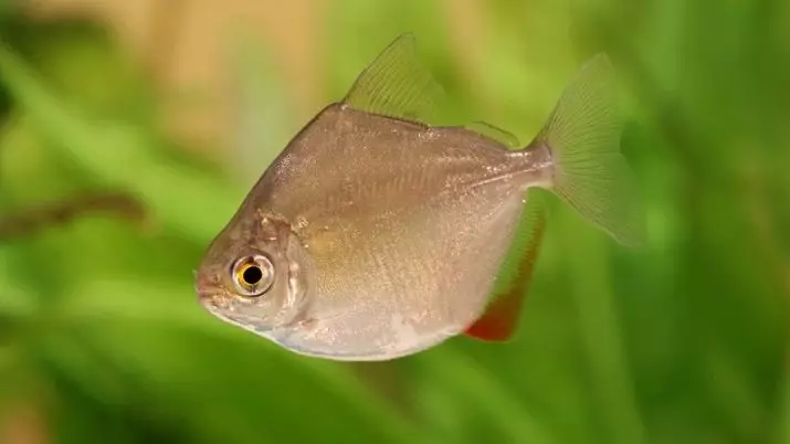 수족관 Piranhas (15 장의 사진) : 수족관의 내용, 빨간색과 검은 색 파쿠의 종류, 초식 동물의 품종. 물고기를 먹는 것? 22332_3